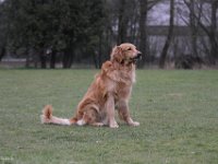 Bendix Obedience Workshop beim VdH Mauer 2016 (62)
